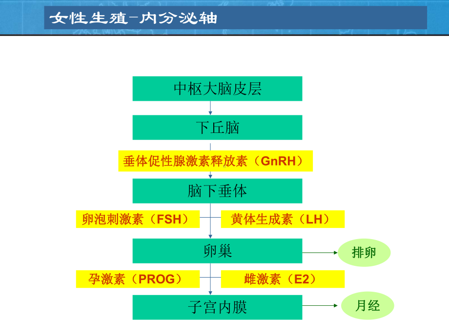 妇科性激素检查的临床应用PPT课件.ppt_第3页