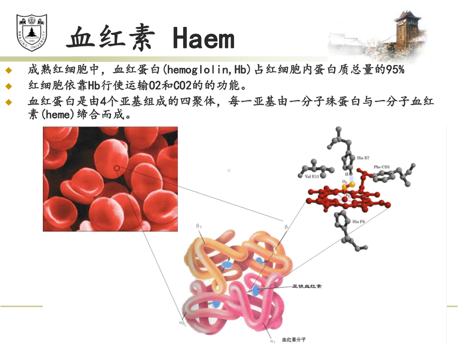 卟啉病(改)课件.ppt_第2页