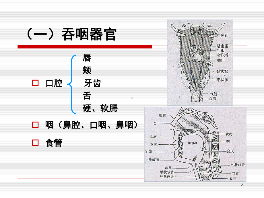 吞咽障碍PPT优质课件.ppt_第3页