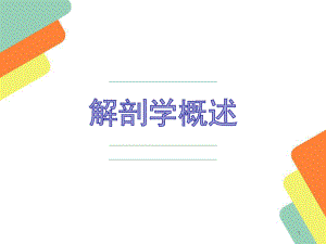 大体解剖概述课件.ppt