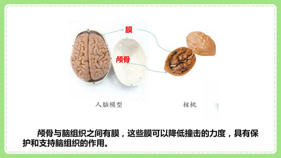 五年级科学下册新青岛版六三制《3.保护脑》课件.pptx_第3页