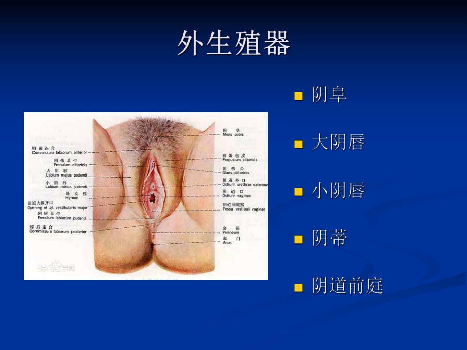 妇科炎症健康教育PPT课件.ppt_第2页