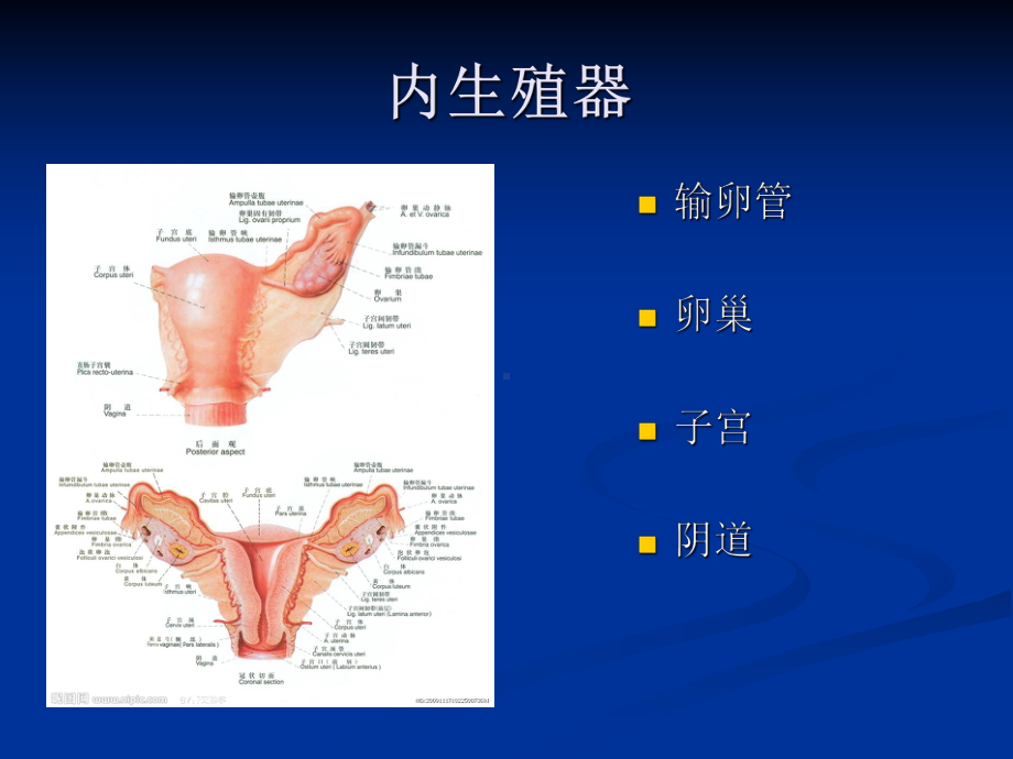 妇科炎症健康教育PPT课件.ppt_第3页