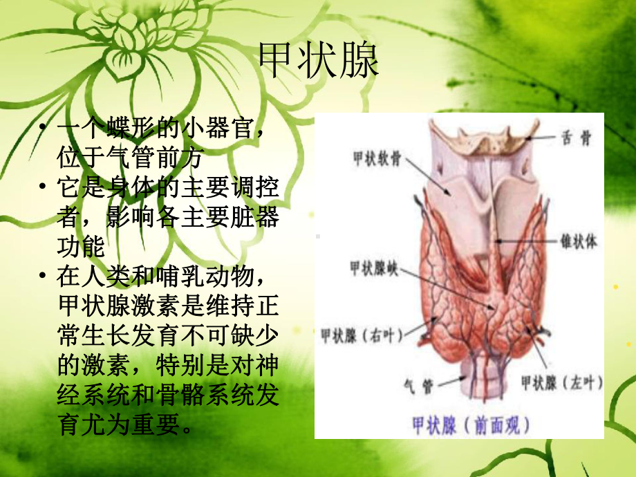 妊娠合并甲状腺功能减低的护理PPT课件.ppt_第3页