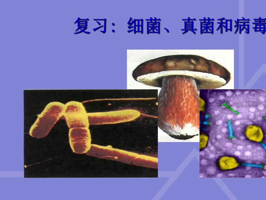 八年级生物上册细菌、真菌和病毒复习ppt课件人教版.ppt_第1页