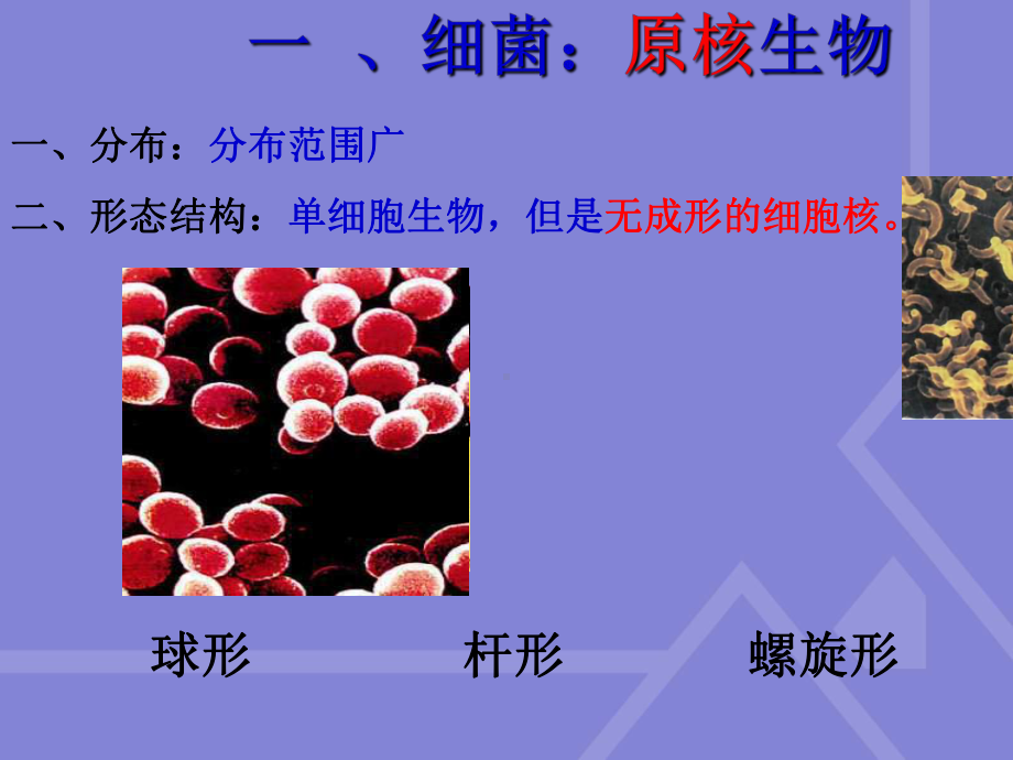 八年级生物上册细菌、真菌和病毒复习ppt课件人教版.ppt_第3页