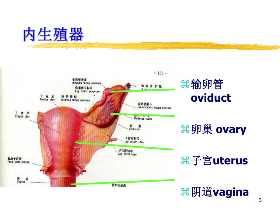 妇科疾病课件.ppt_第3页