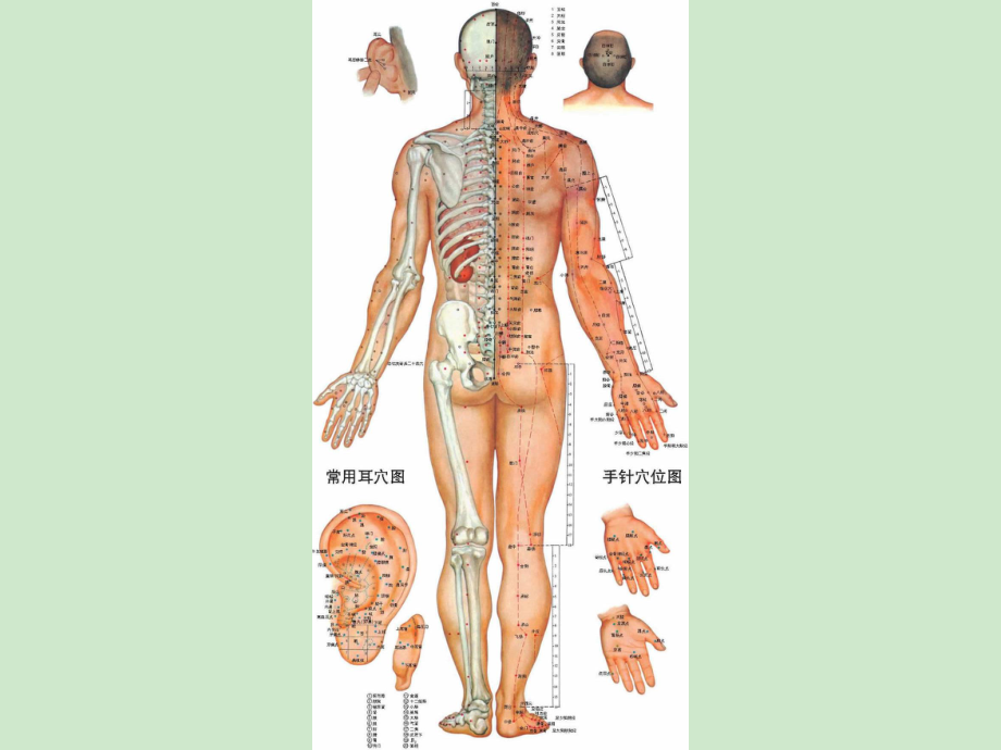 人体经络穴位图解大全精讲课件.ppt_第2页