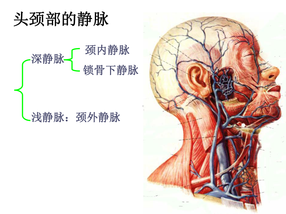 人体解剖之动静脉课件.ppt_第2页