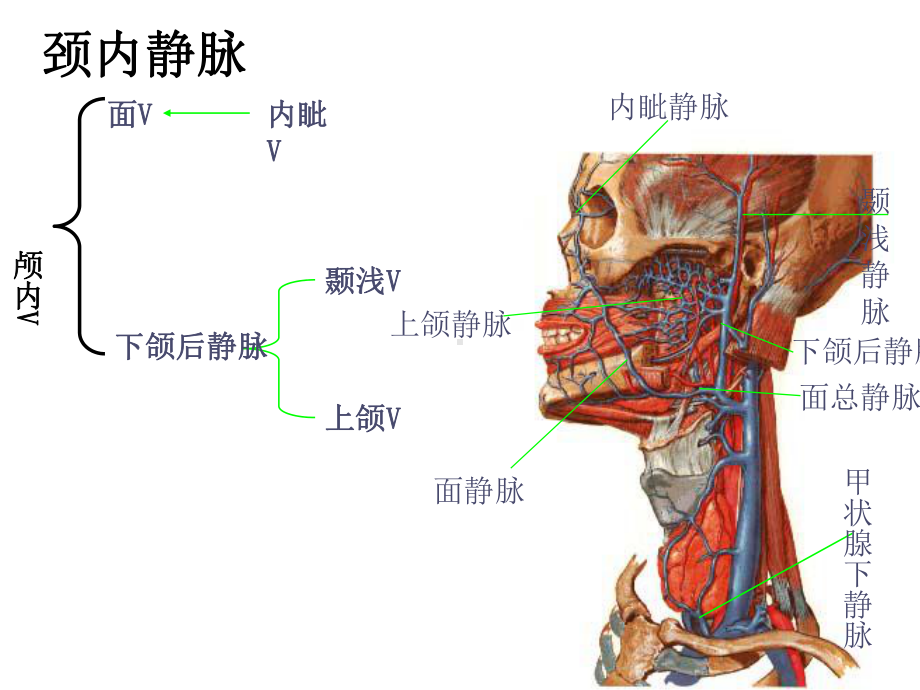 人体解剖之动静脉课件.ppt_第3页