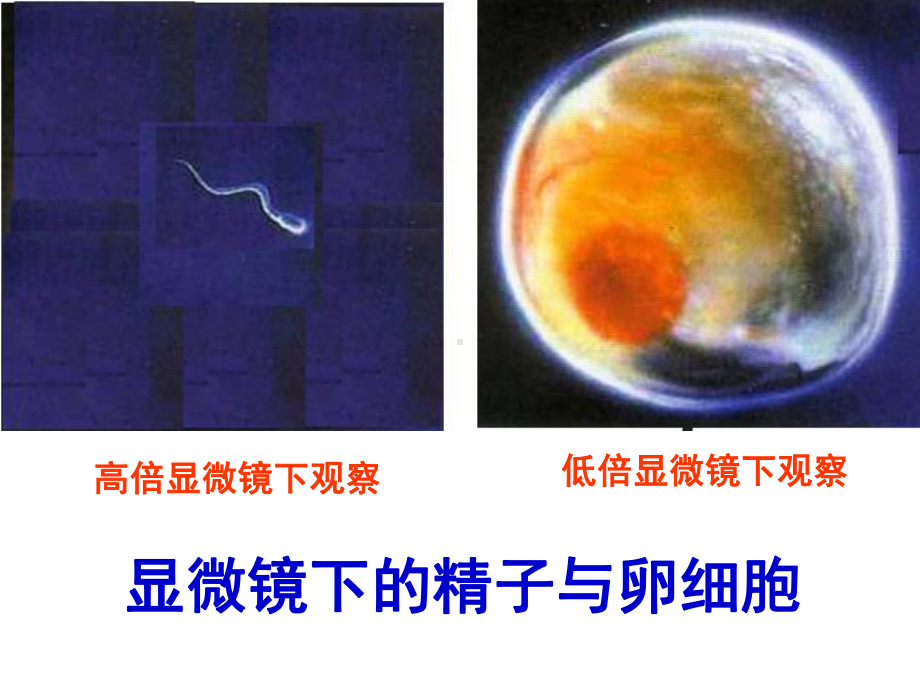 人教版七年级科学下册第一单元第一节-新生命的诞生课件.ppt_第2页