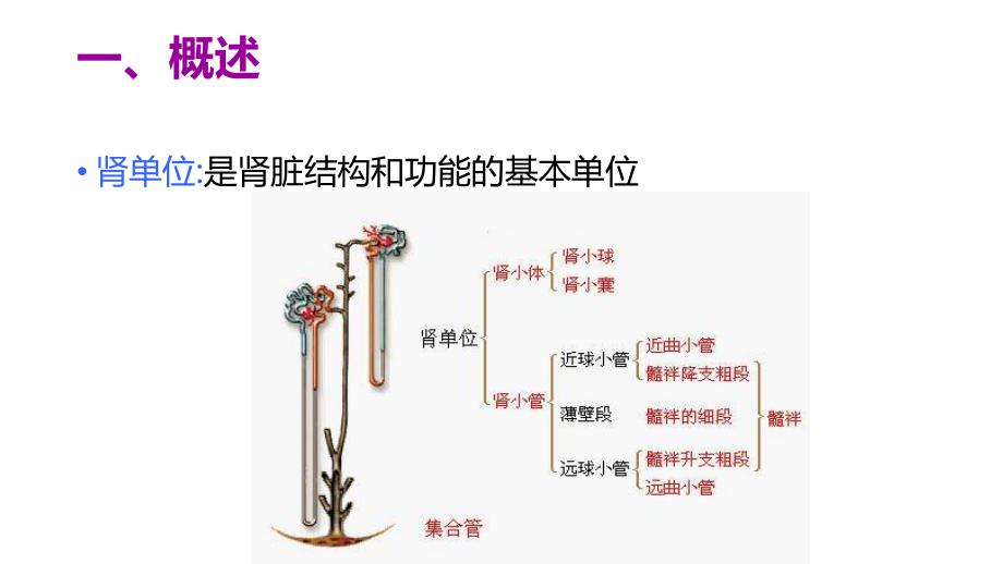 肾脏疾病的营养治疗医学类图文PPT教学课件.pptx_第3页