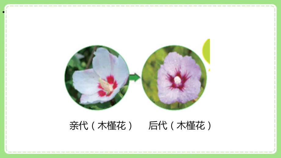 新教科版6年级科学下册2-3《形形色色的植物》课件.pptx_第3页