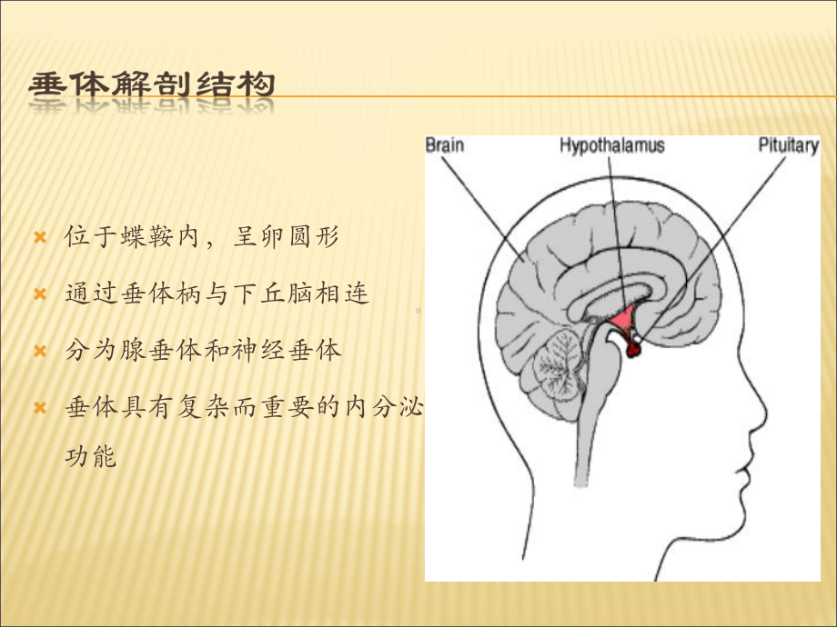 垂体瘤PPT课件.ppt_第2页