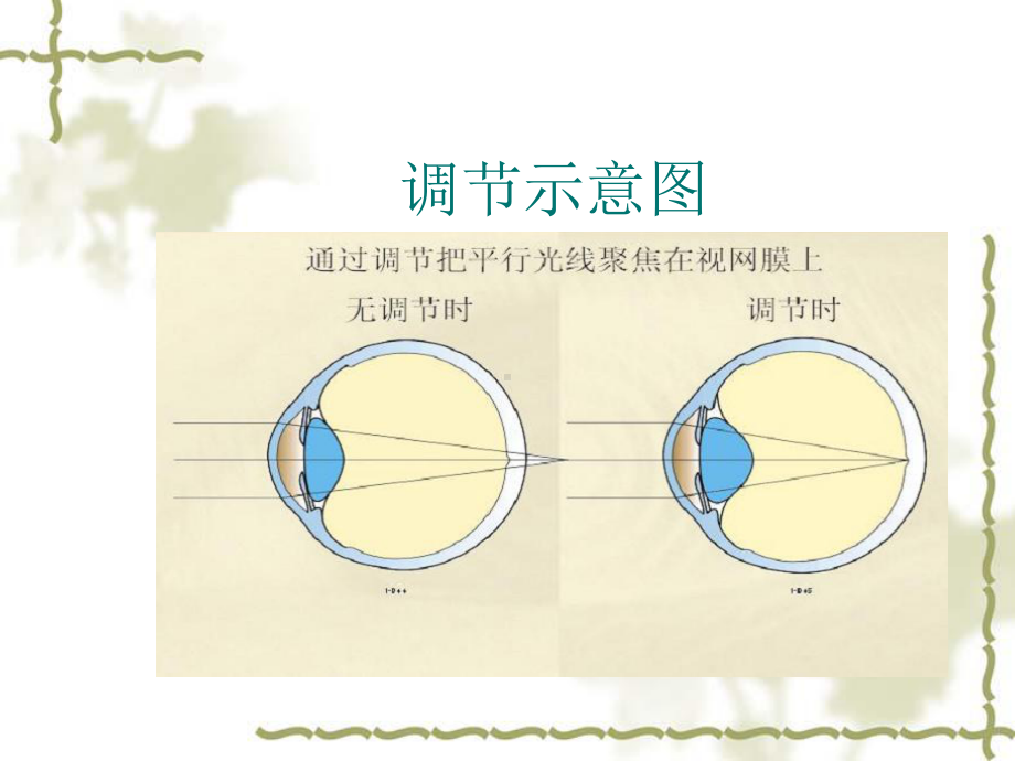 一调节与集合课件.ppt_第3页