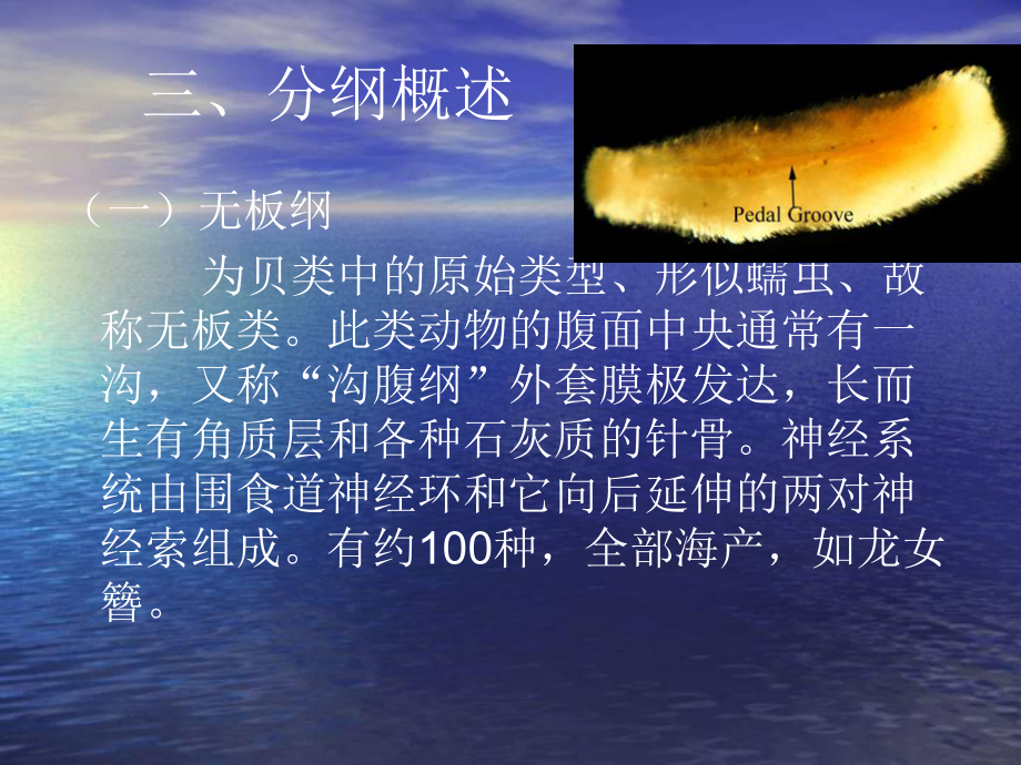 一贝类的主要特性课件.ppt_第3页