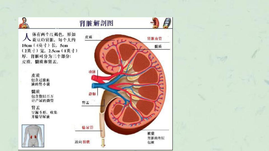 急性肾衰竭张艳课件.ppt_第2页