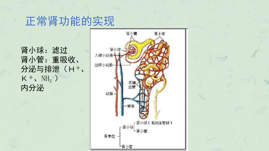 急性肾衰竭张艳课件.ppt_第3页