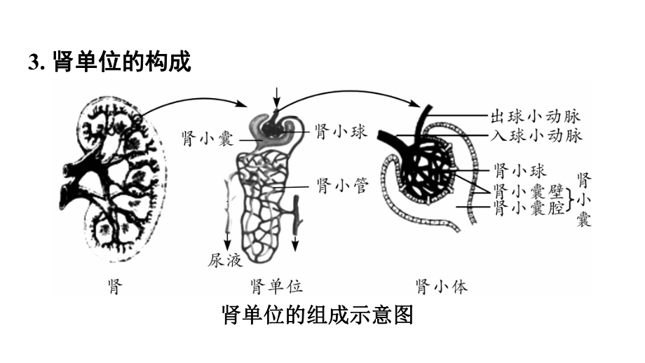 中考生物复习：人体内代谢废物的排出ppt-济南版课件.ppt_第3页