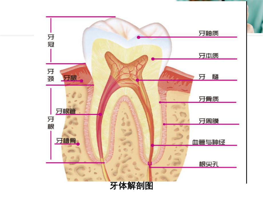 中老年人口腔保健PPT医学课件.ppt_第3页