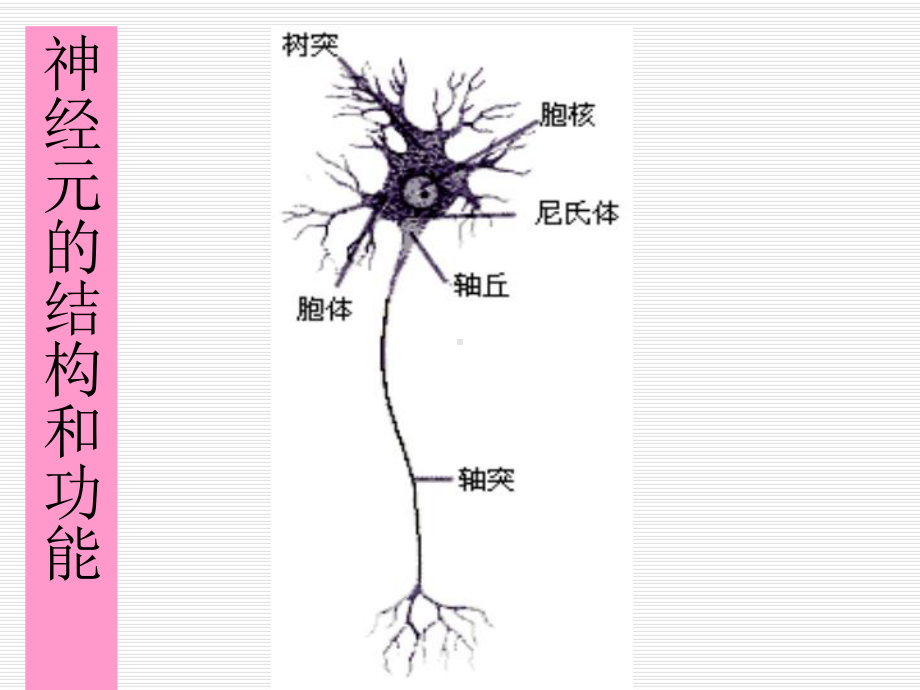 康复治疗的理论基础-神经功能恢复的课件.ppt_第2页