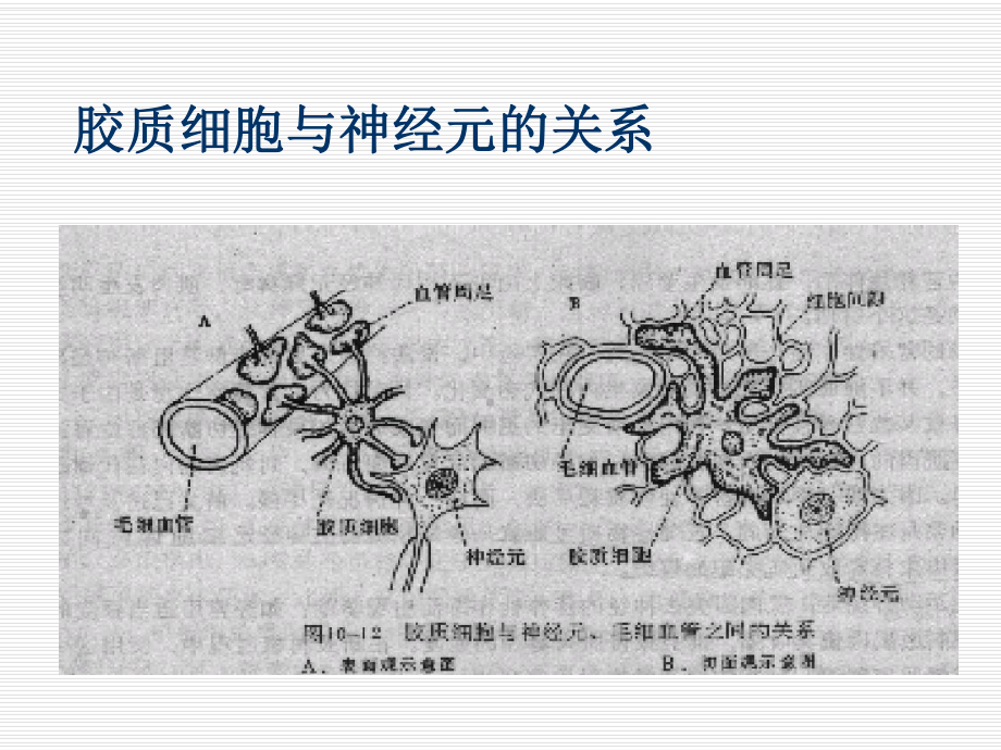 康复治疗的理论基础-神经功能恢复的课件.ppt_第3页