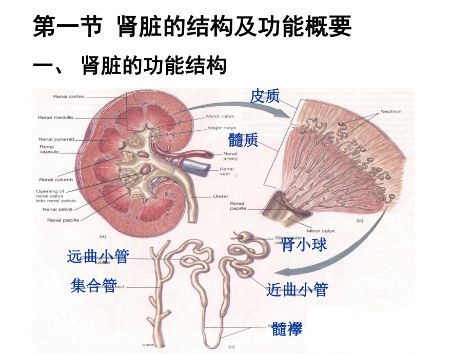 尿液的生成与排泄课件.ppt_第1页