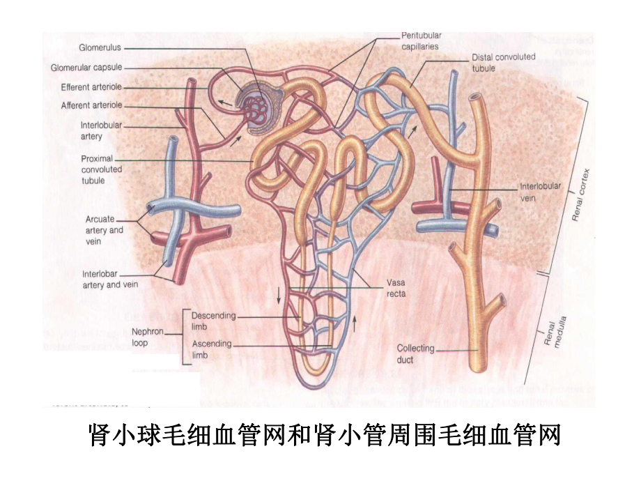 尿液的生成与排泄课件.ppt_第3页