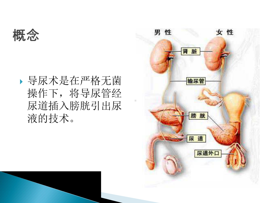 导尿术PPT课件.ppt_第2页