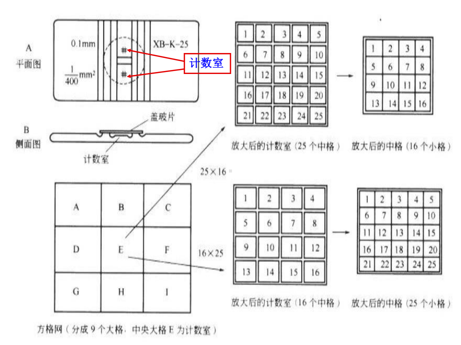 微生物实验显微镜直接计数法课件.ppt_第2页