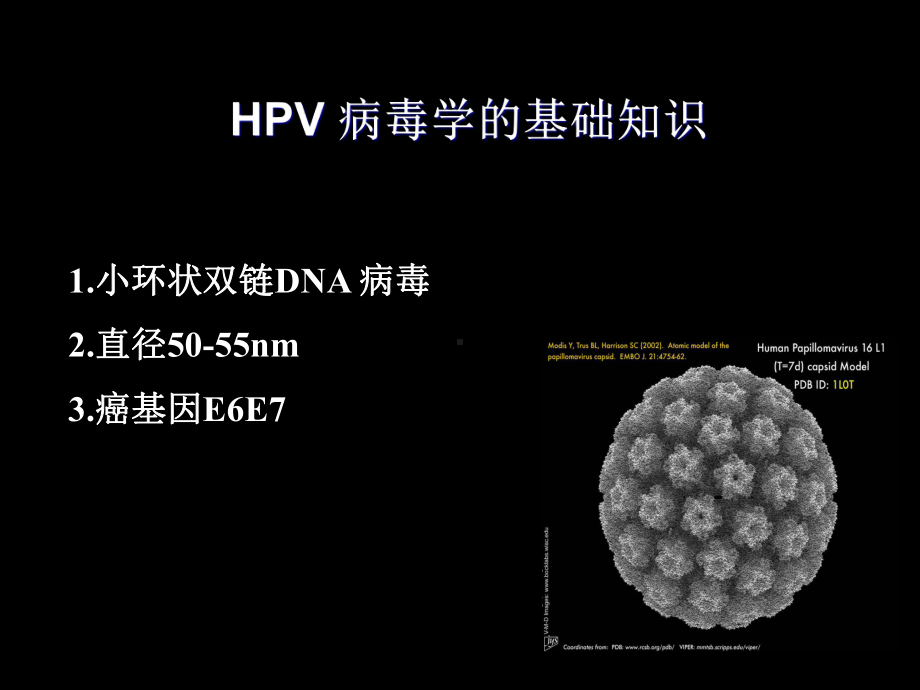 宫颈HPV感染PPT课件.ppt_第3页