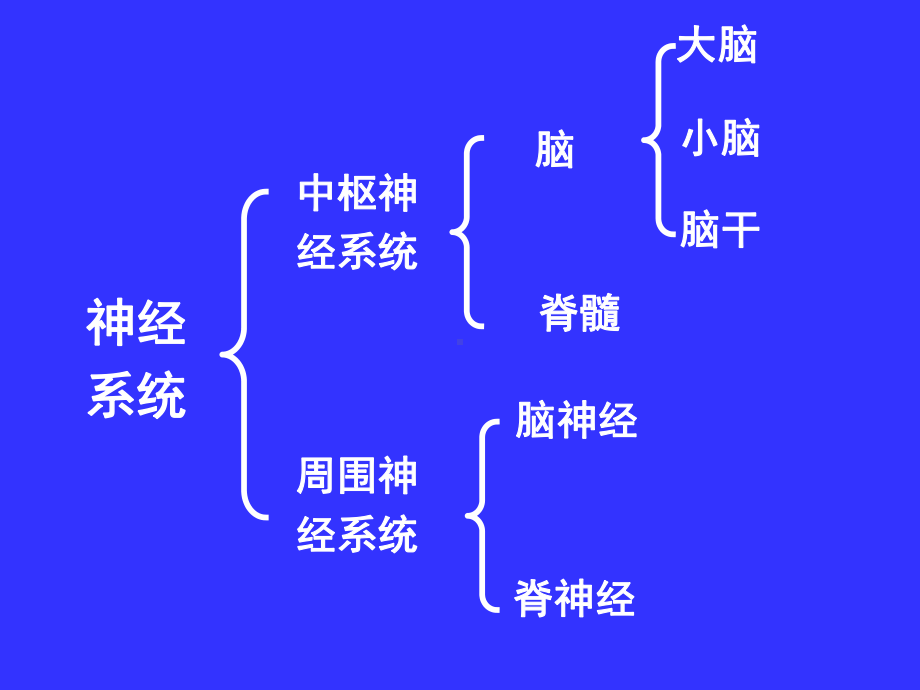 中枢神经系统(系统解剖学)PPT课件.ppt.ppt_第2页