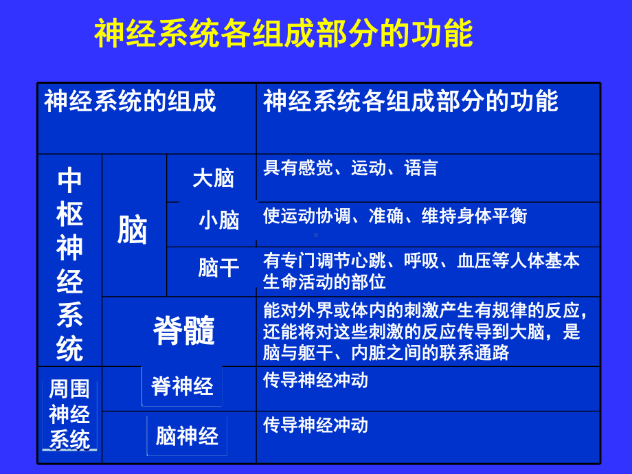 中枢神经系统(系统解剖学)PPT课件.ppt.ppt_第3页