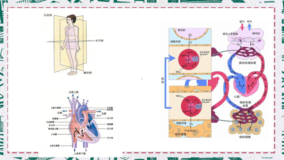 人体骨骼肌肉图片素材中西医健身JPG图片全集图文PPT教学课件.pptx_第2页