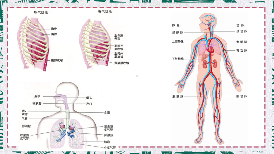 人体骨骼肌肉图片素材中西医健身JPG图片全集图文PPT教学课件.pptx_第3页