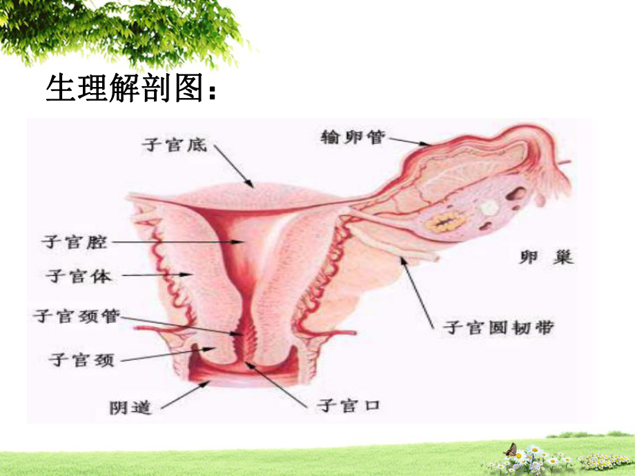 宫颈癌护理常规PPT课件.ppt_第3页