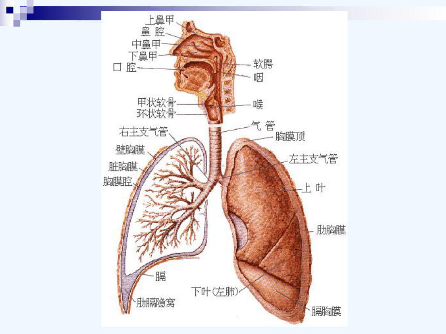 下呼吸道感染课件.ppt_第2页