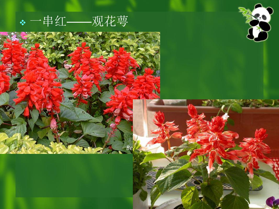 一二年生花卉PPT课件.ppt_第3页