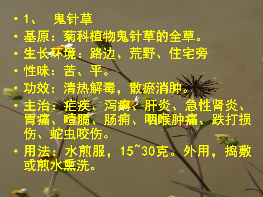 云南中草药课件.ppt_第2页