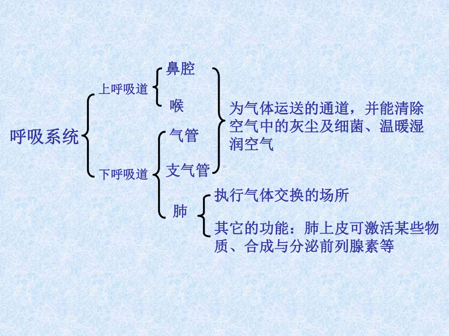 呼吸系统PPT课件.pptx_第3页