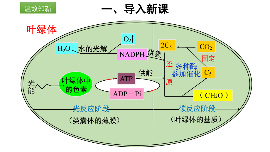 5.4 光合作用与能量转化课件.pptx_第2页