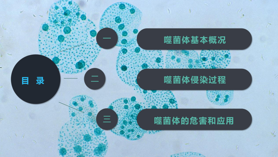 噬菌体病毒微生物学习成果汇报图文PPT教学课件.pptx_第2页