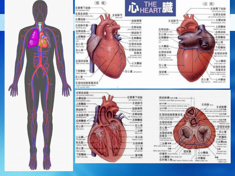 循环系统影像学课件.pptx_第2页