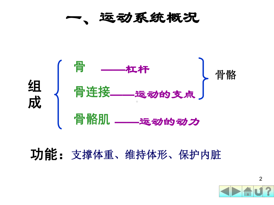 幼儿卫生学之运动系统课件.ppt_第2页