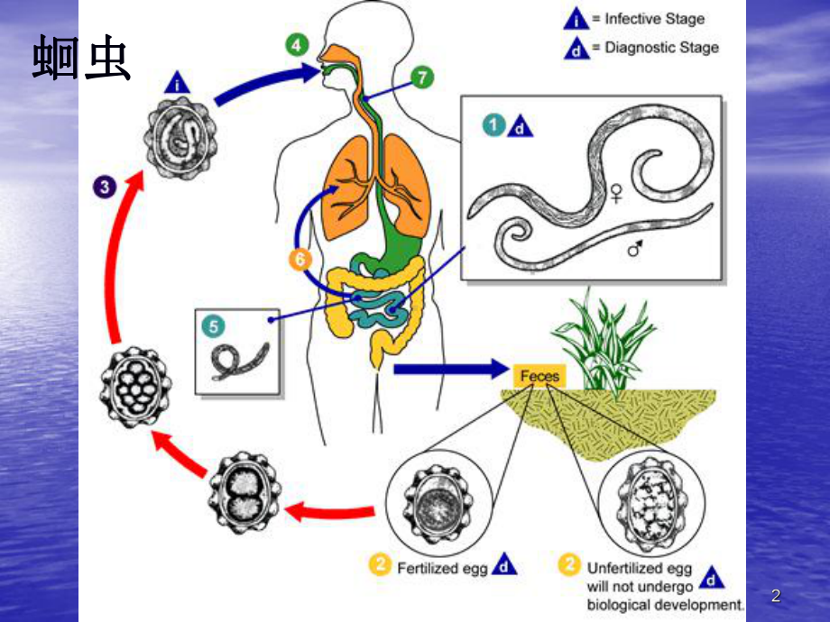 寄生虫生活史总结PPT课件.pptx_第2页