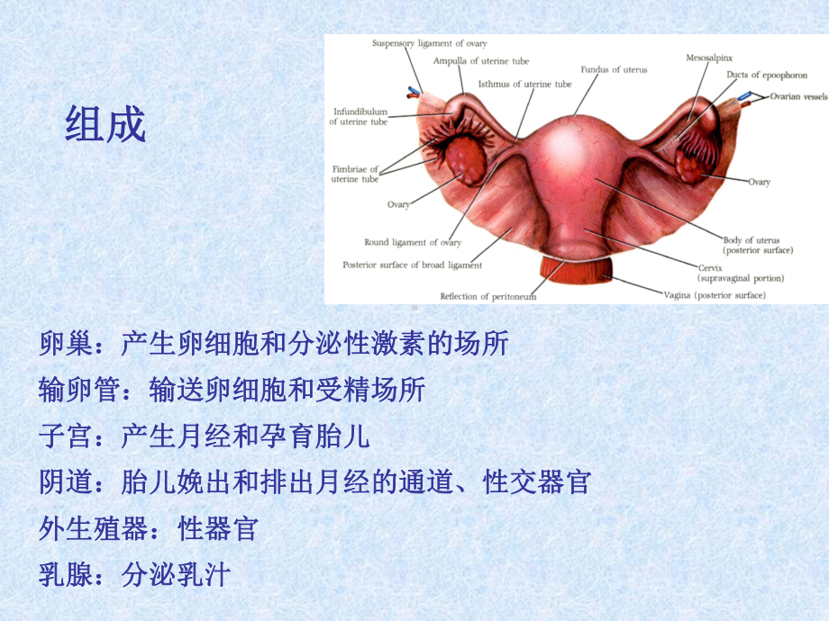 女性生殖系统PPT课件.pptx_第2页