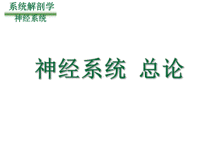 周围神经系统PPT课件.ppt