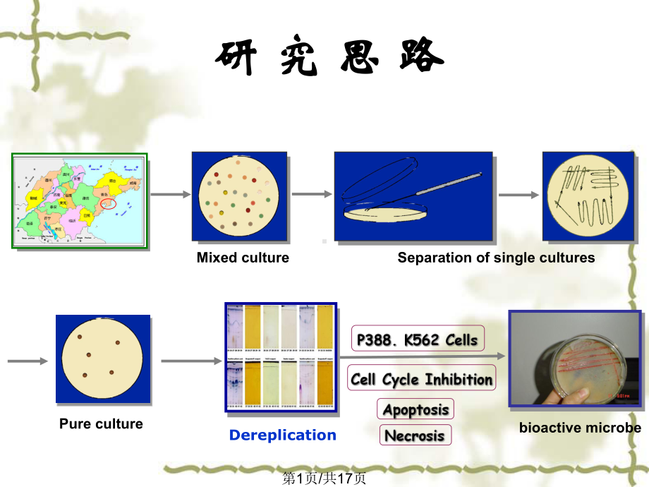 微生物分离培养课件.pptx_第1页