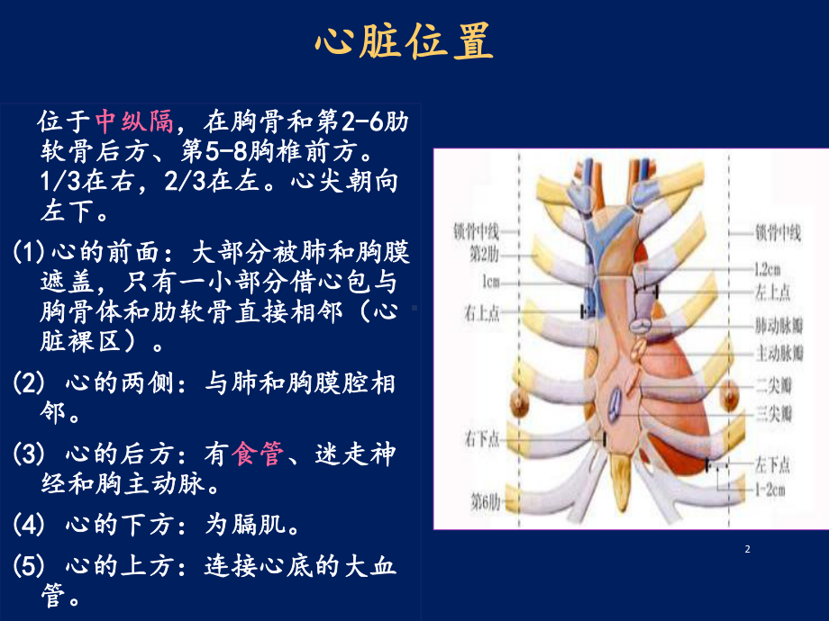 心脏解剖ppt课件.pptx_第2页