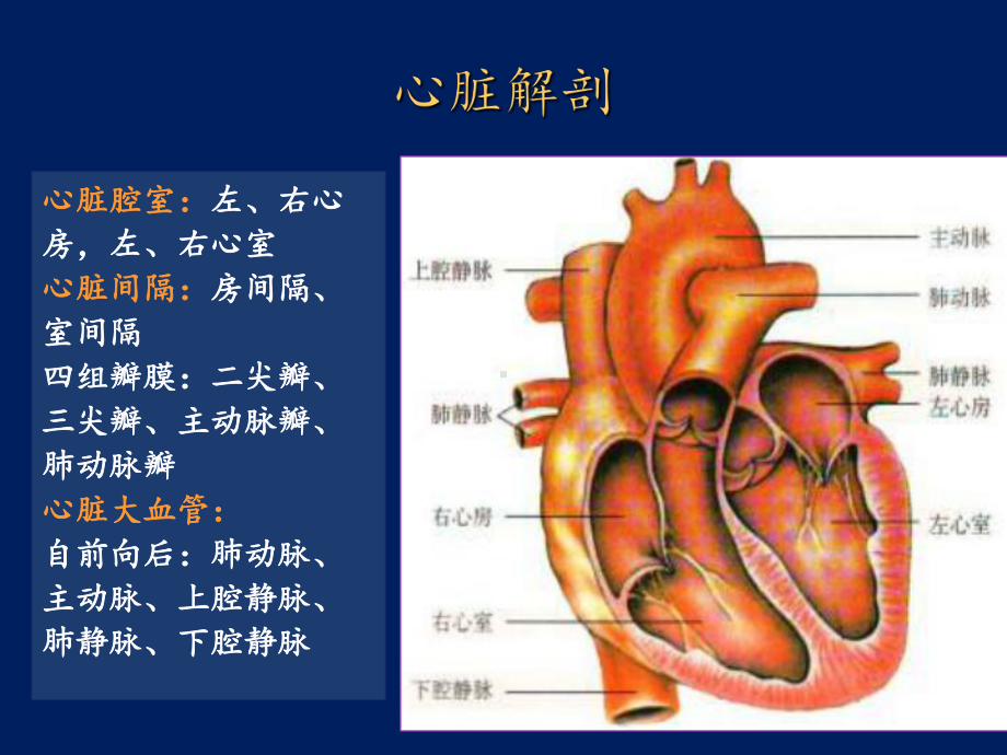 心脏解剖ppt课件.pptx_第3页